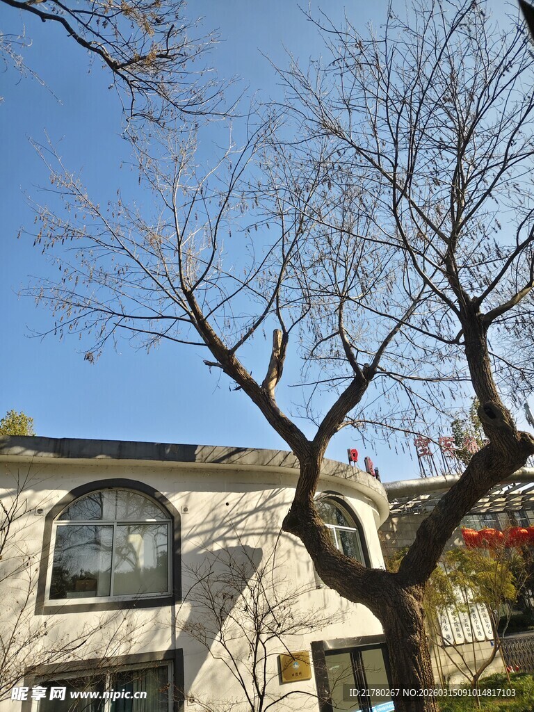 冬日光秃树枝下的房屋