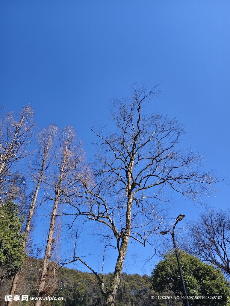 蓝天枯树