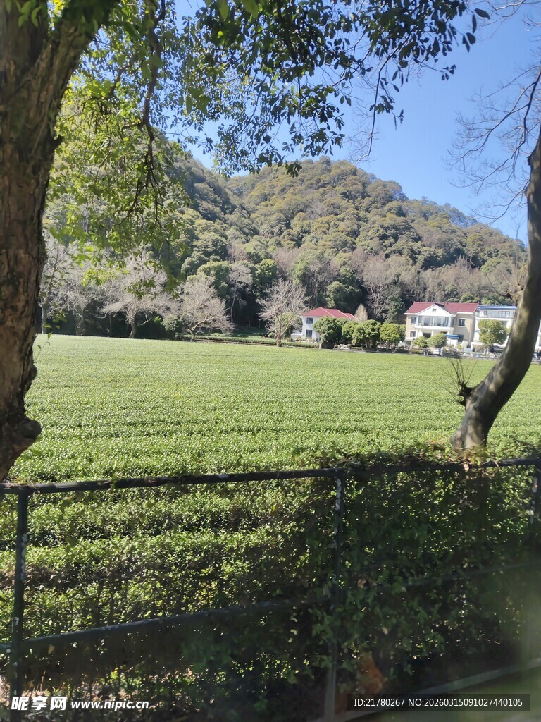 茶园风光