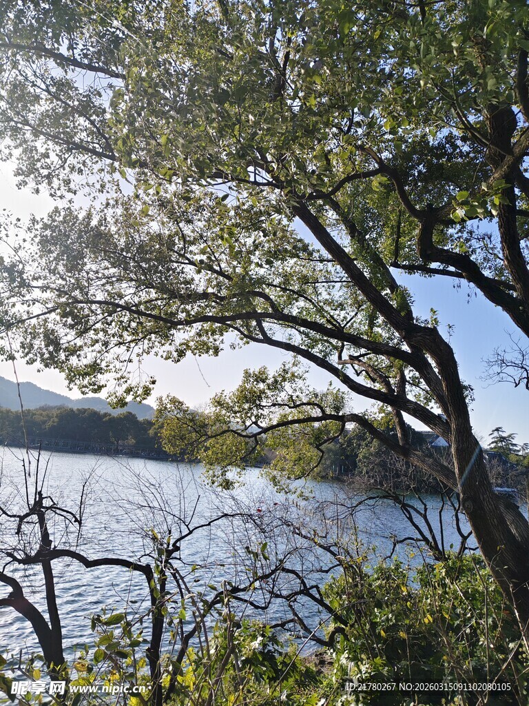 湖畔树枝