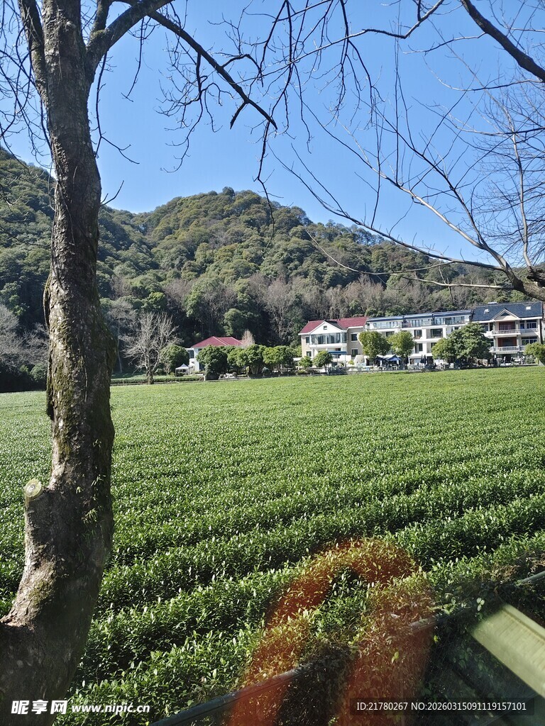 茶园风光