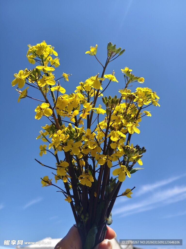 蓝天下 一把油菜花