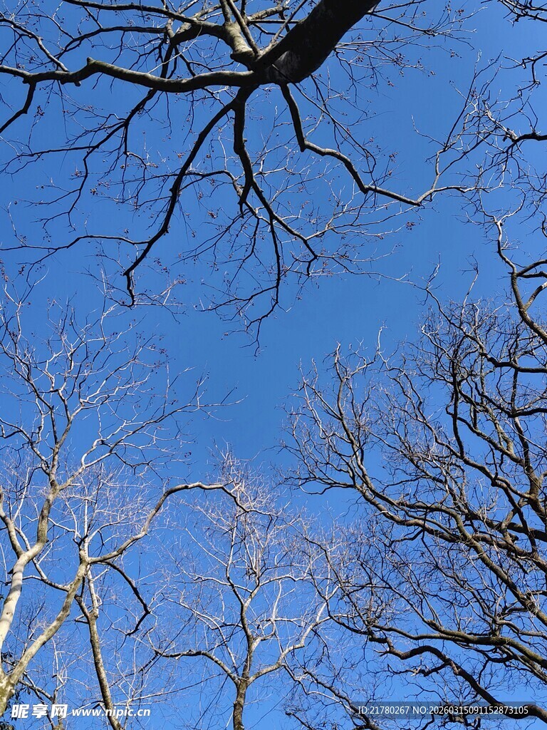 蓝天下光秃树枝
