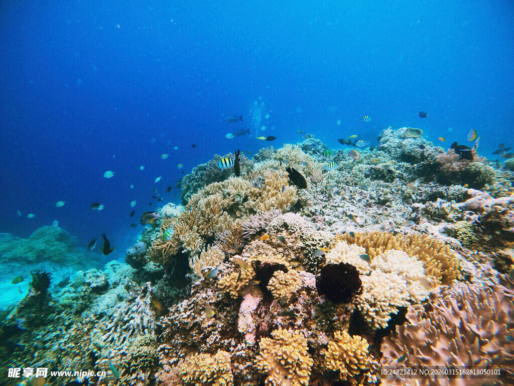 海底绚丽多彩的珊瑚景观