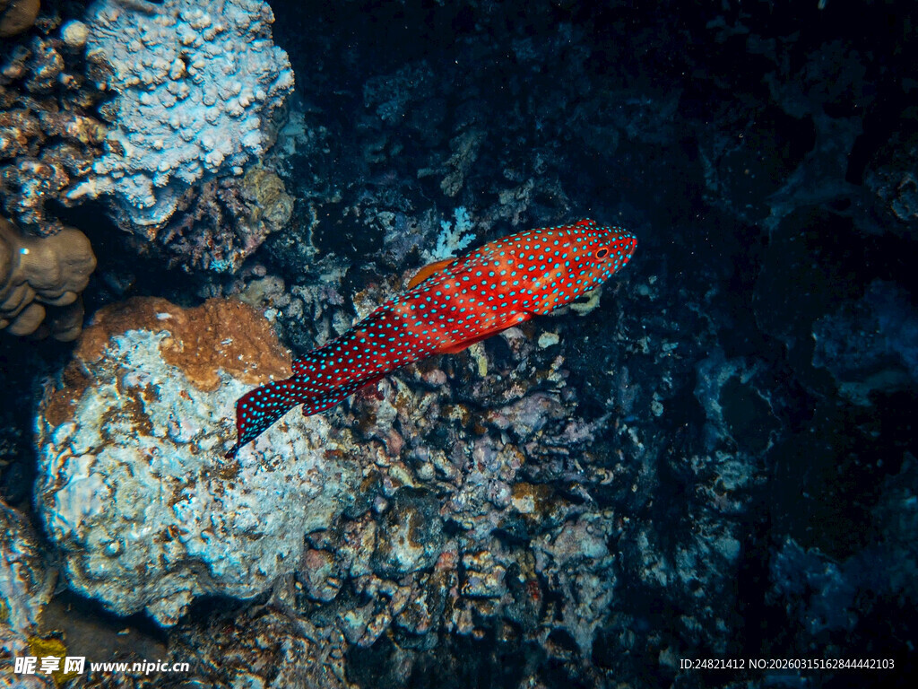 海底红鱼与多彩珊瑚