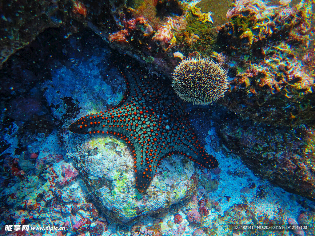 海底海星与多彩珊瑚景观