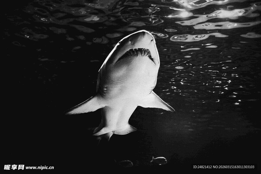 深海中的鲨鱼特写