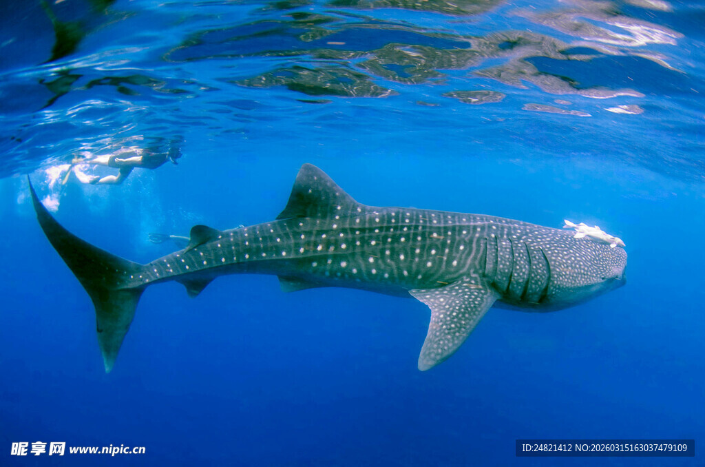 深海中游动的大鲨鱼