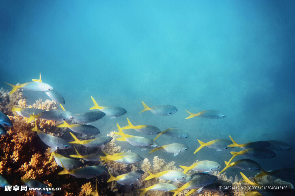 海底多彩鱼群穿梭珊瑚间