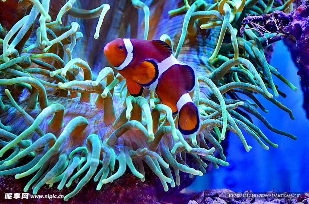 海葵中的小丑鱼