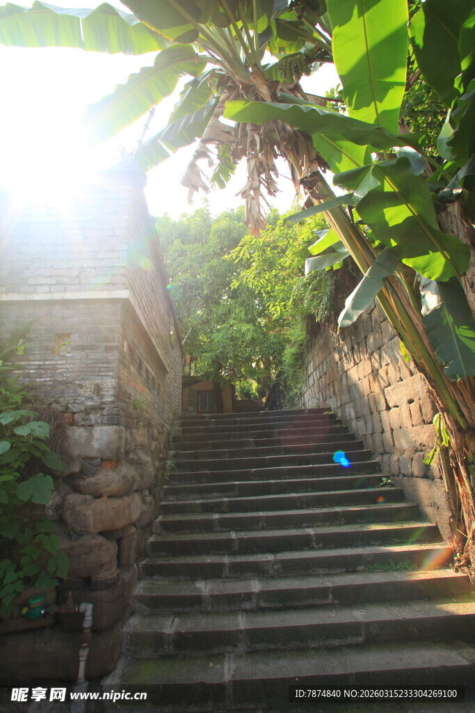 阳光洒落的石阶绿植景致