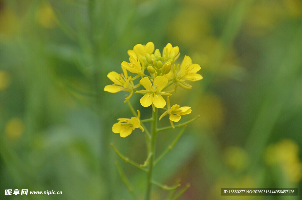 一枝绽放的黄色油菜花
