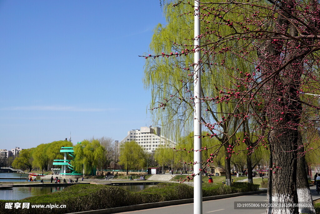 春日河畔柳树桃花风景