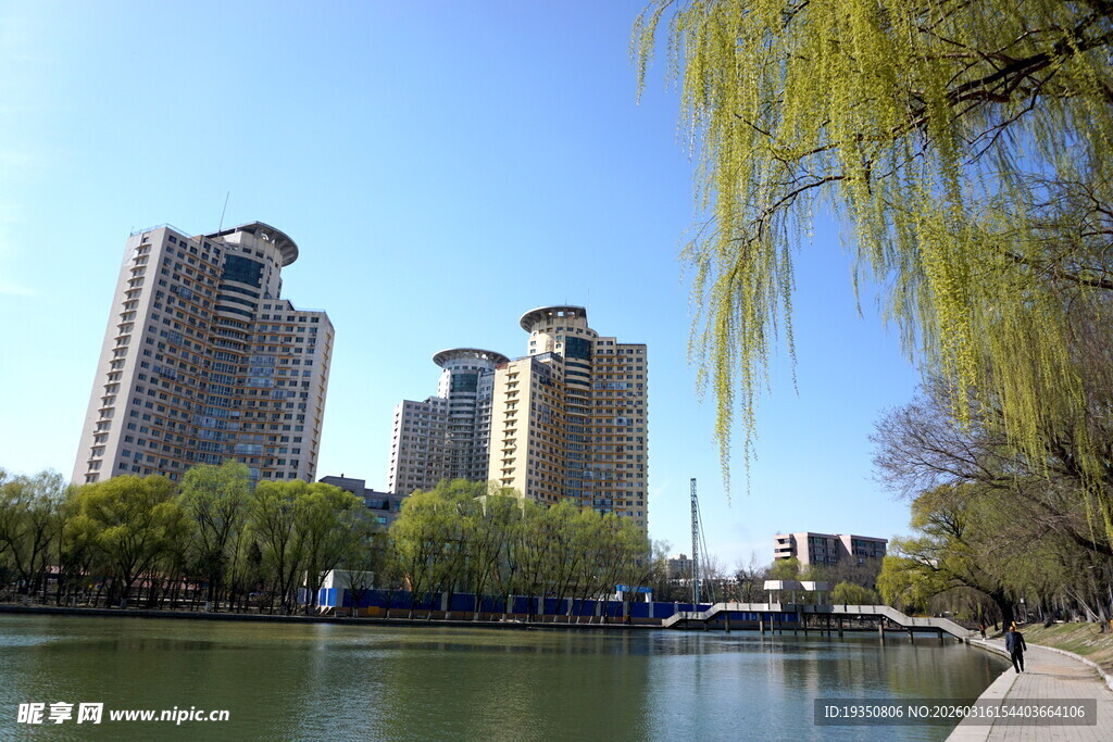 春天河边的柳树