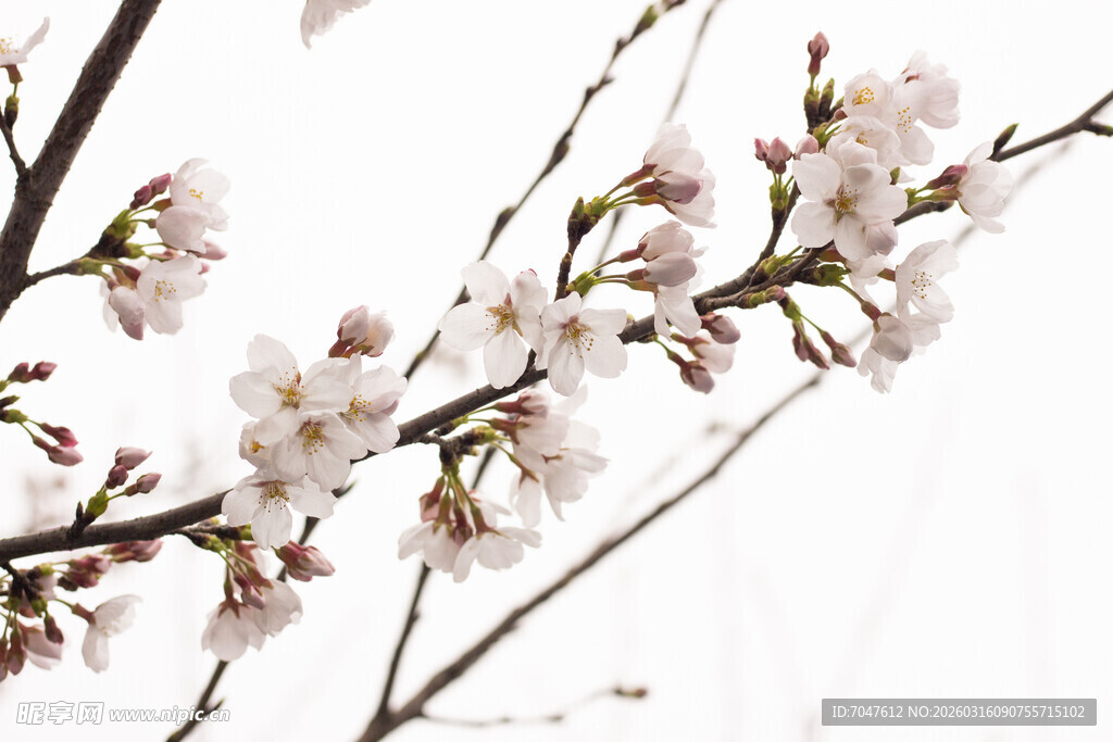 枝头绽放的美丽樱花