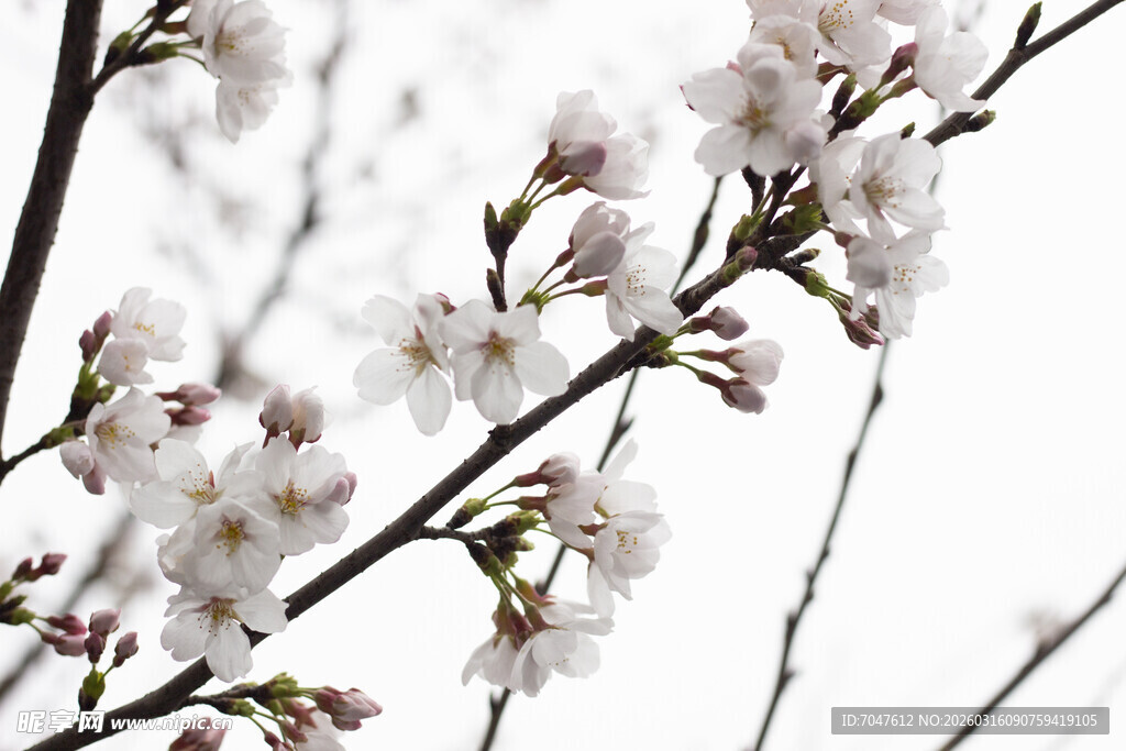 枝头绽放的白色美丽樱花
