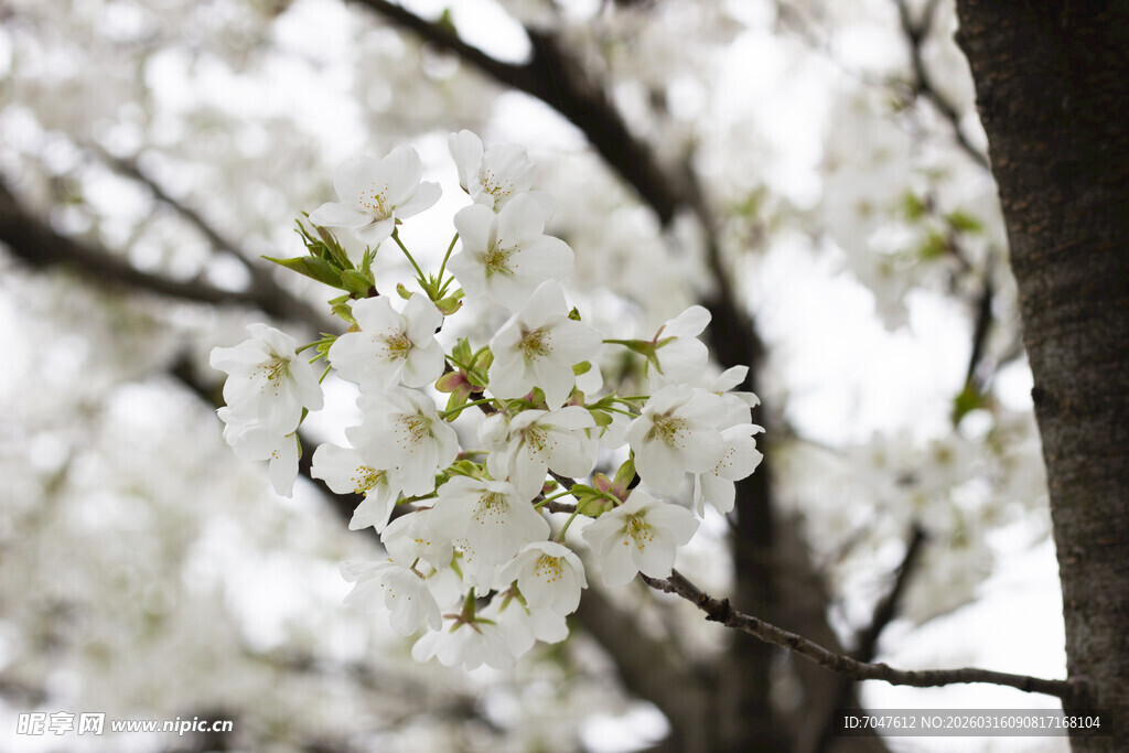 洁白樱花绽放枝头