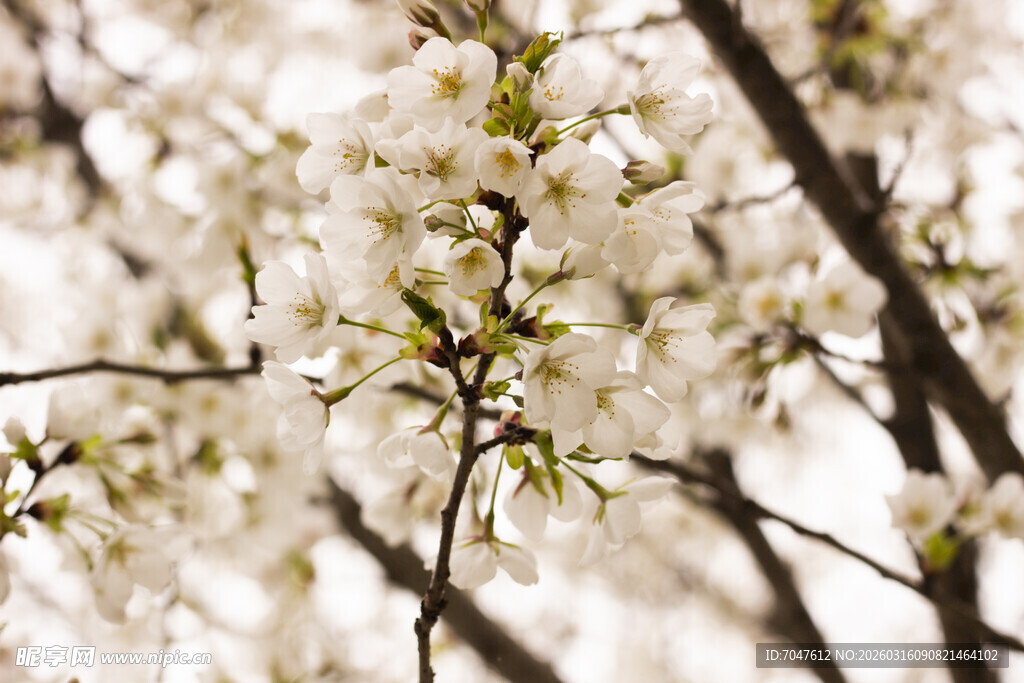 春日绽放的洁白樱花
