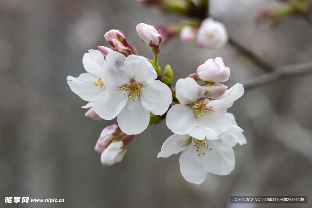 绽放的白色樱花花朵