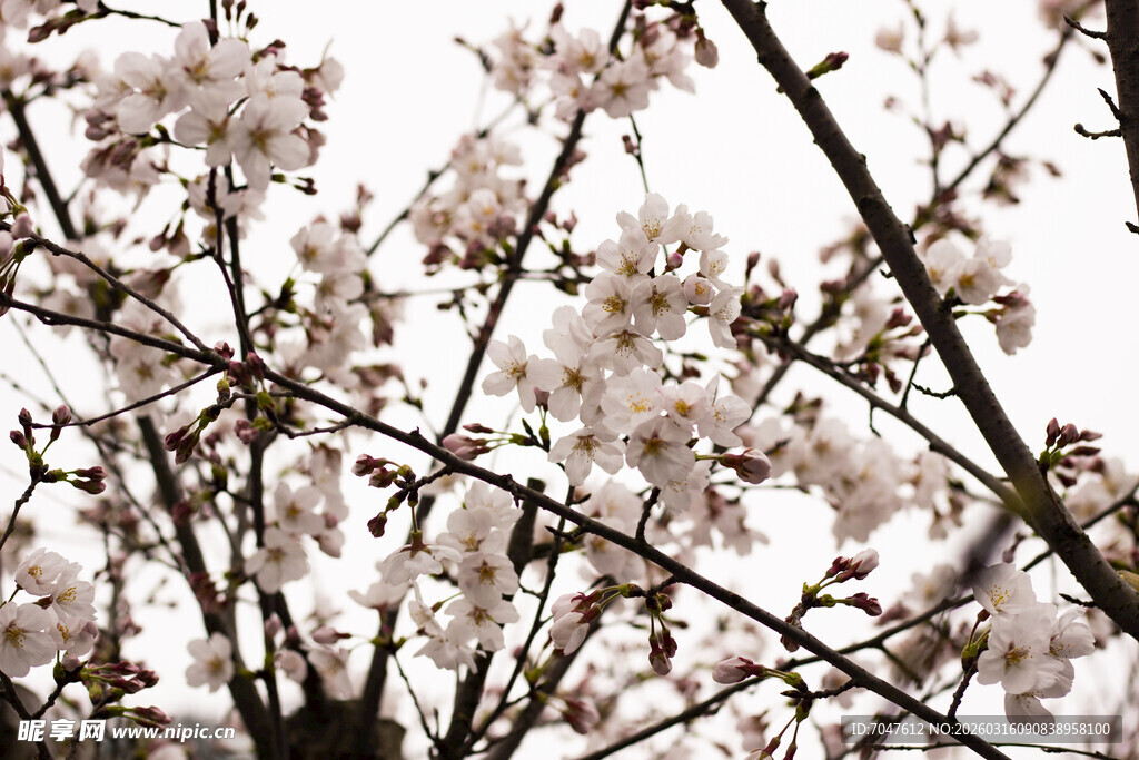 枝头绽放的美丽樱花