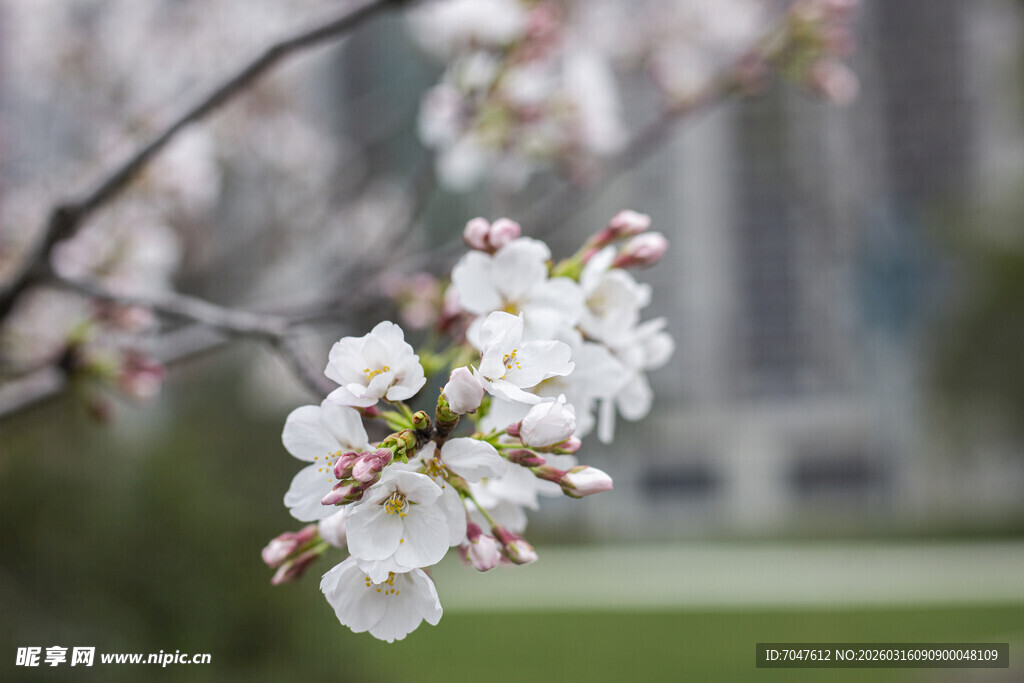 枝头绽放的美丽樱花