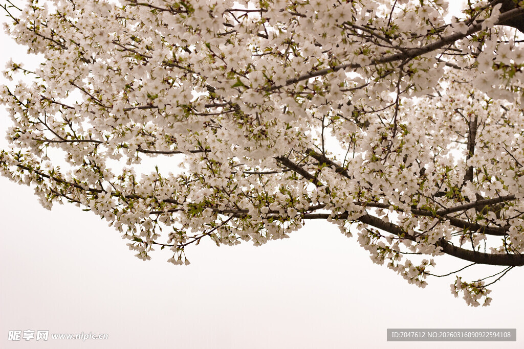 枝头绽放的烂漫樱花