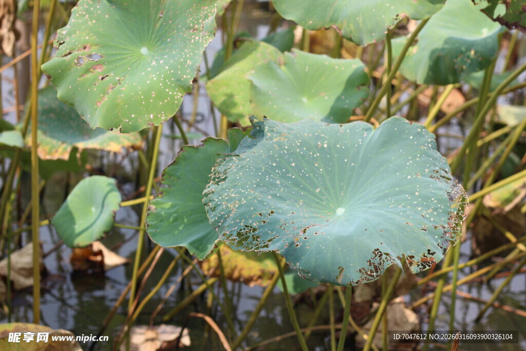 荷塘中的荷叶景象
