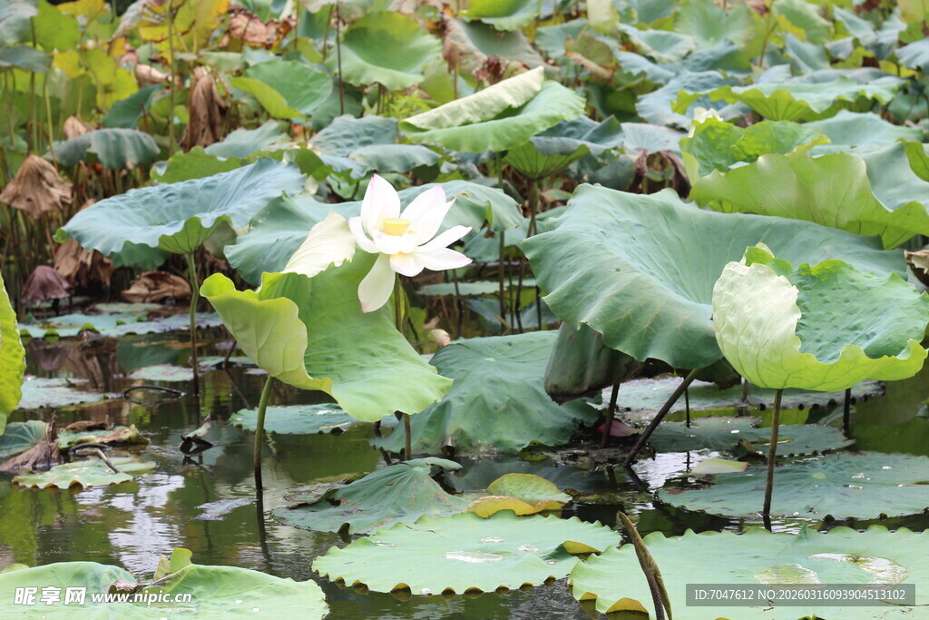 荷塘中的洁白荷花与荷叶