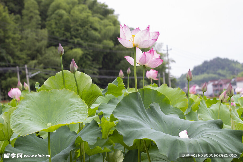 夏日荷塘中的娇艳荷花