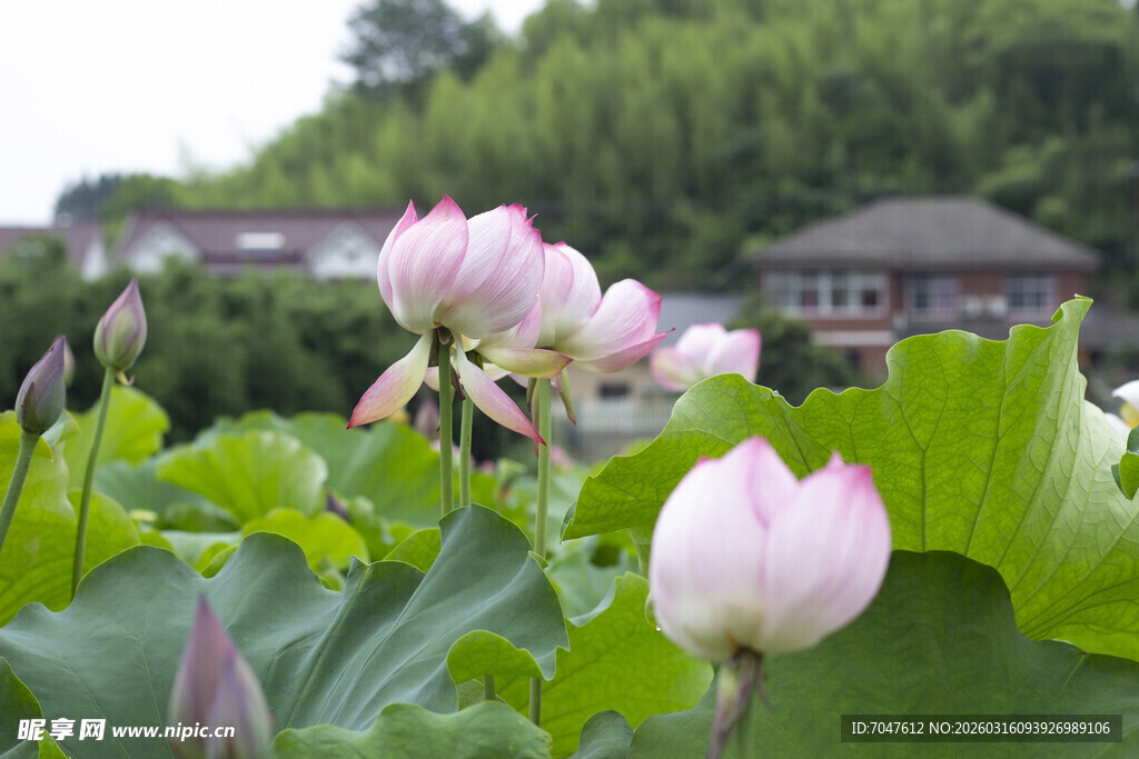 荷塘中的粉嫩荷花