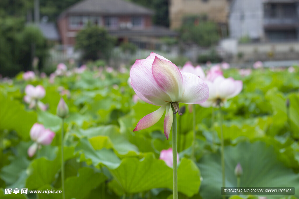 夏日盛开的娇艳荷花