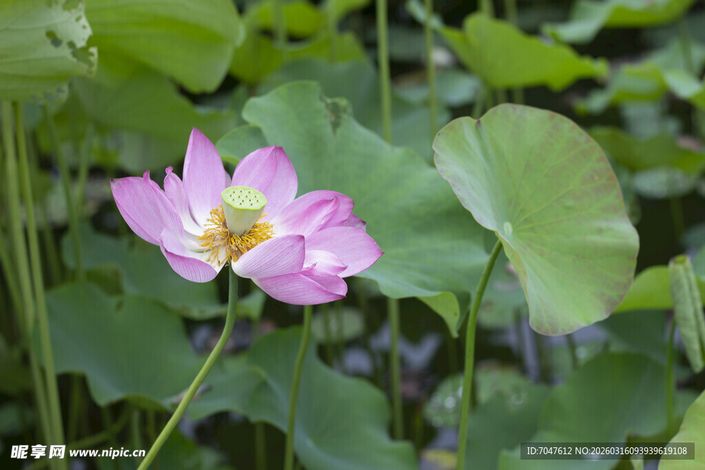 娇艳荷花绽放于绿叶间