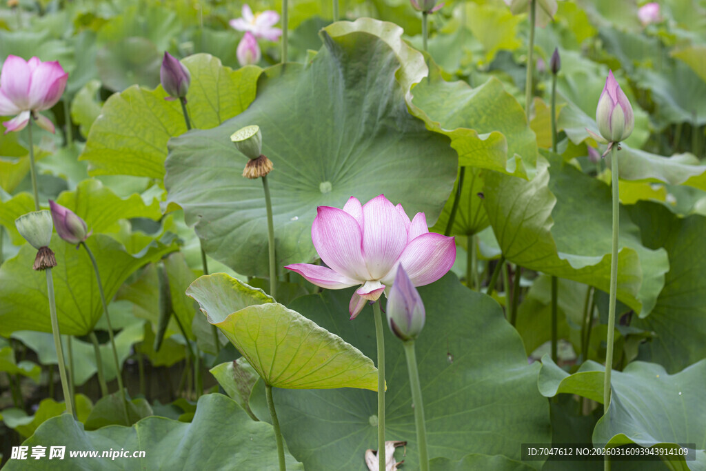 夏日盛开的美丽荷花