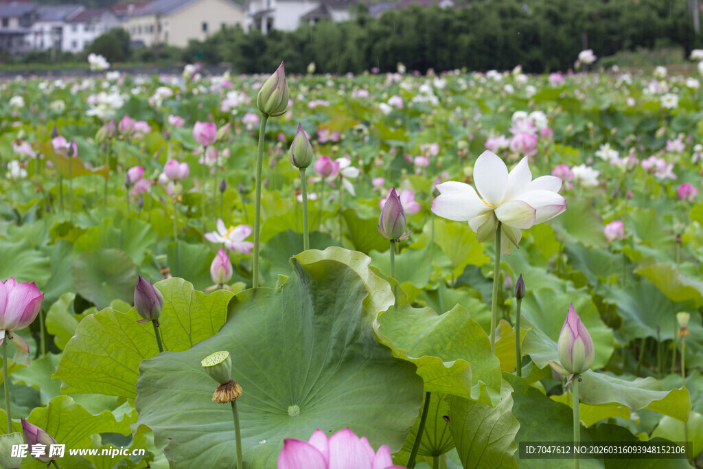 夏日荷花盛开的美丽荷塘