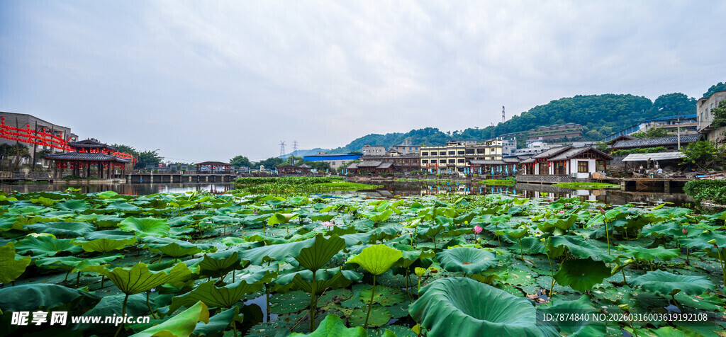 荷塘美景 青山相伴