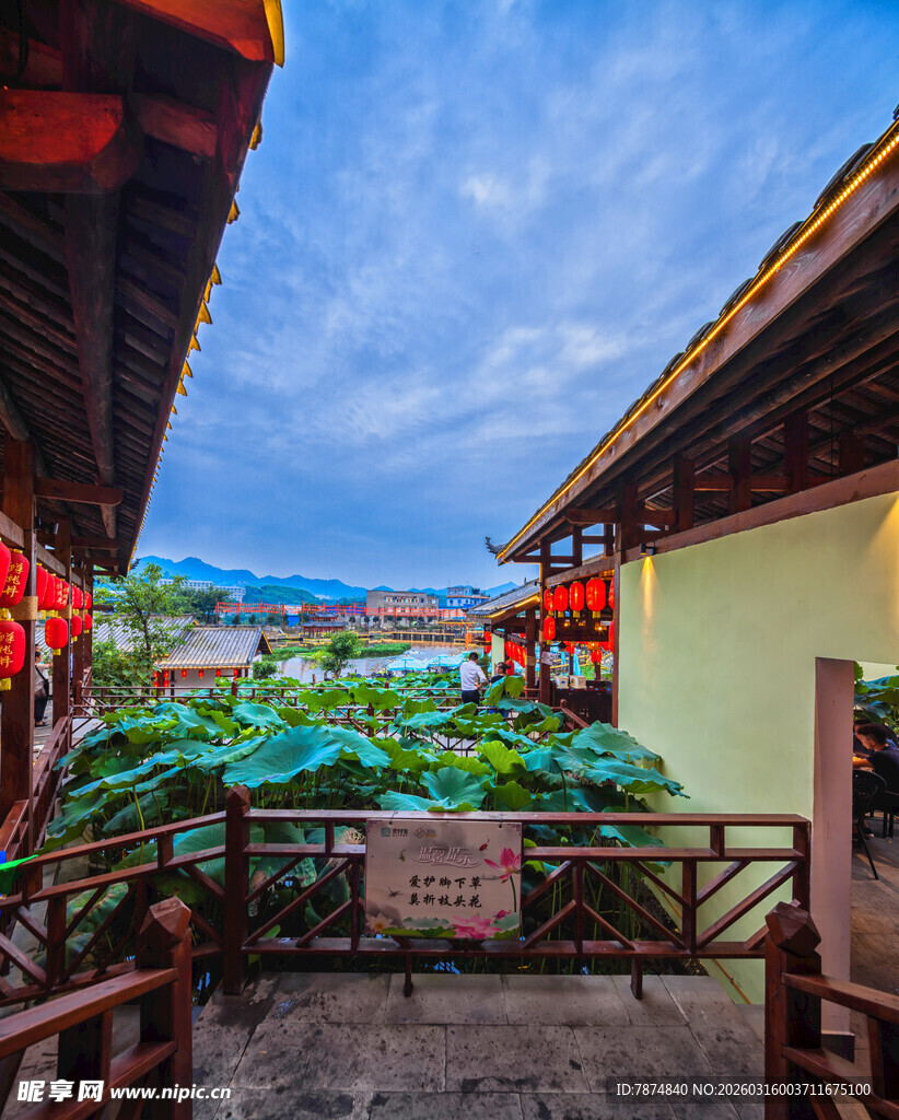 古巷荷塘美景