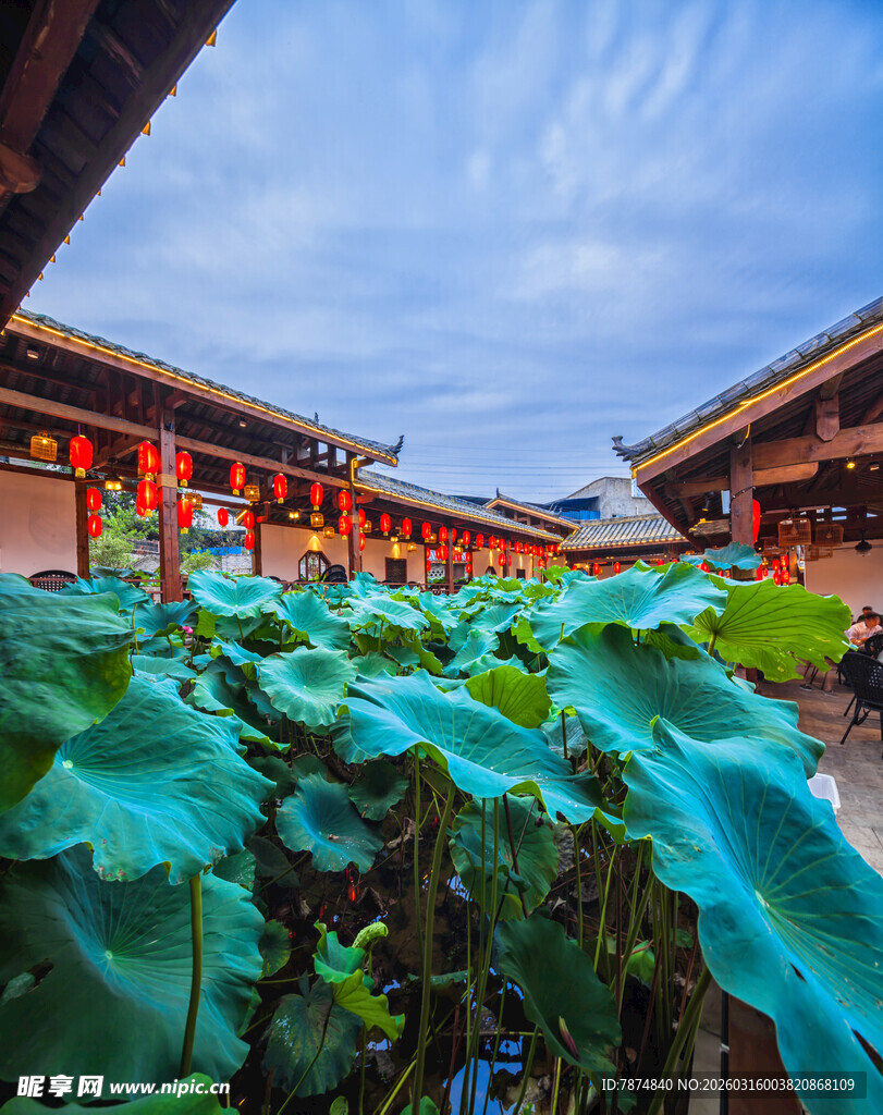中式庭院中的大片荷叶景观