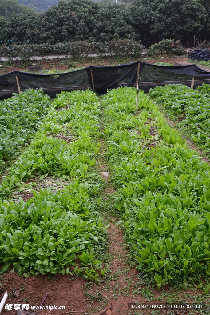 田园蔬菜种植景观