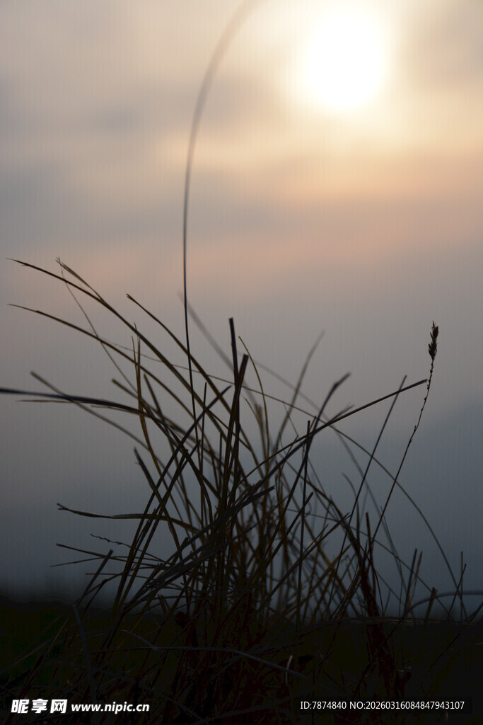 夕阳下的野草