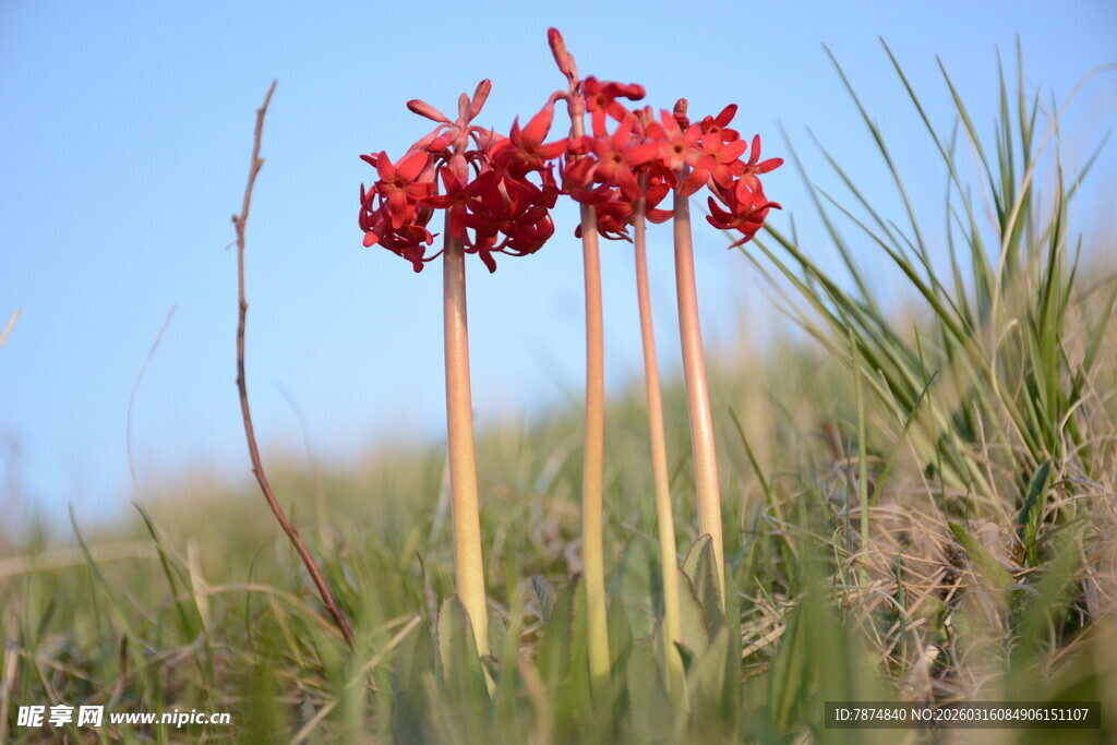 草地上的艳丽红色花朵