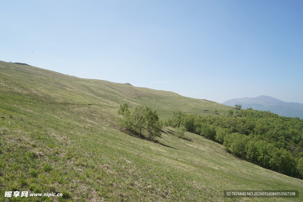 山坡绿意风景
