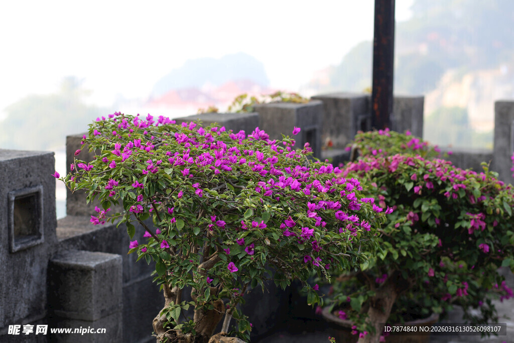 石间绽放的艳丽紫花