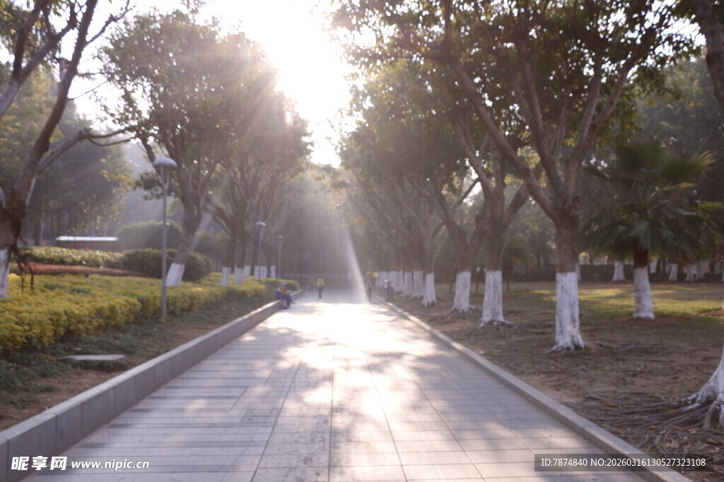 阳光洒落的林间静谧小道