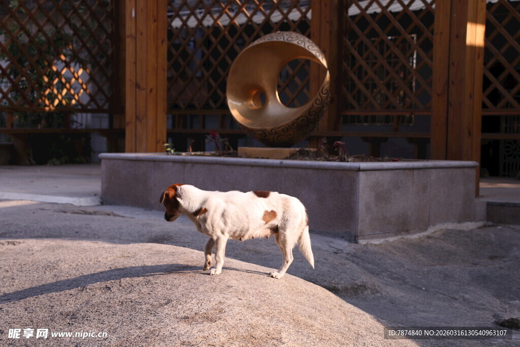 古建中站立的斑点狗