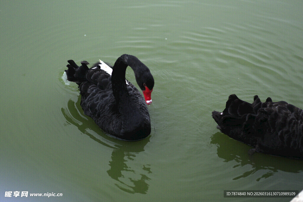 水中黑天鹅优雅共游