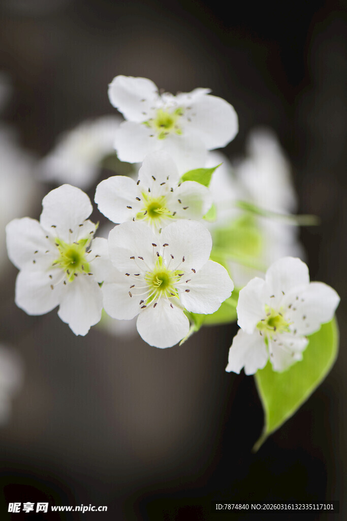 洁白小花绽放枝头