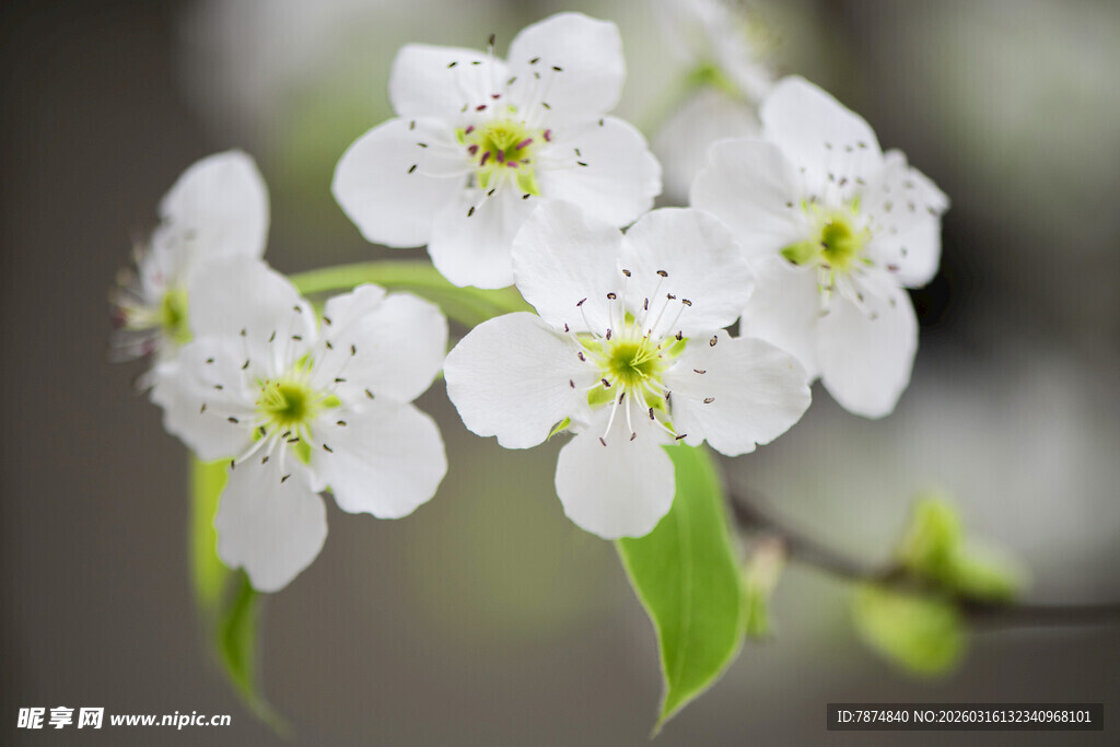 洁白梨花绽放枝头