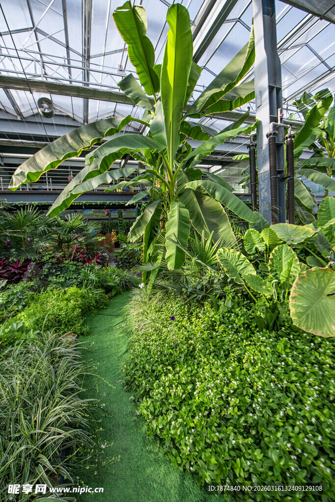 温室中的繁茂绿植景观