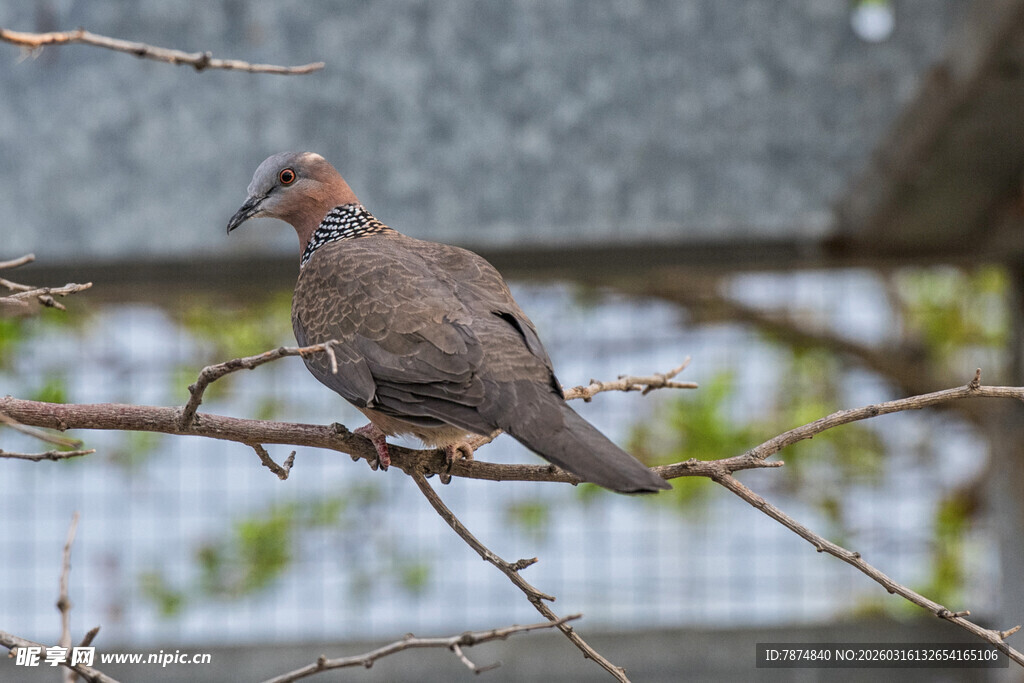 枝头栖息的灰羽小鸟
