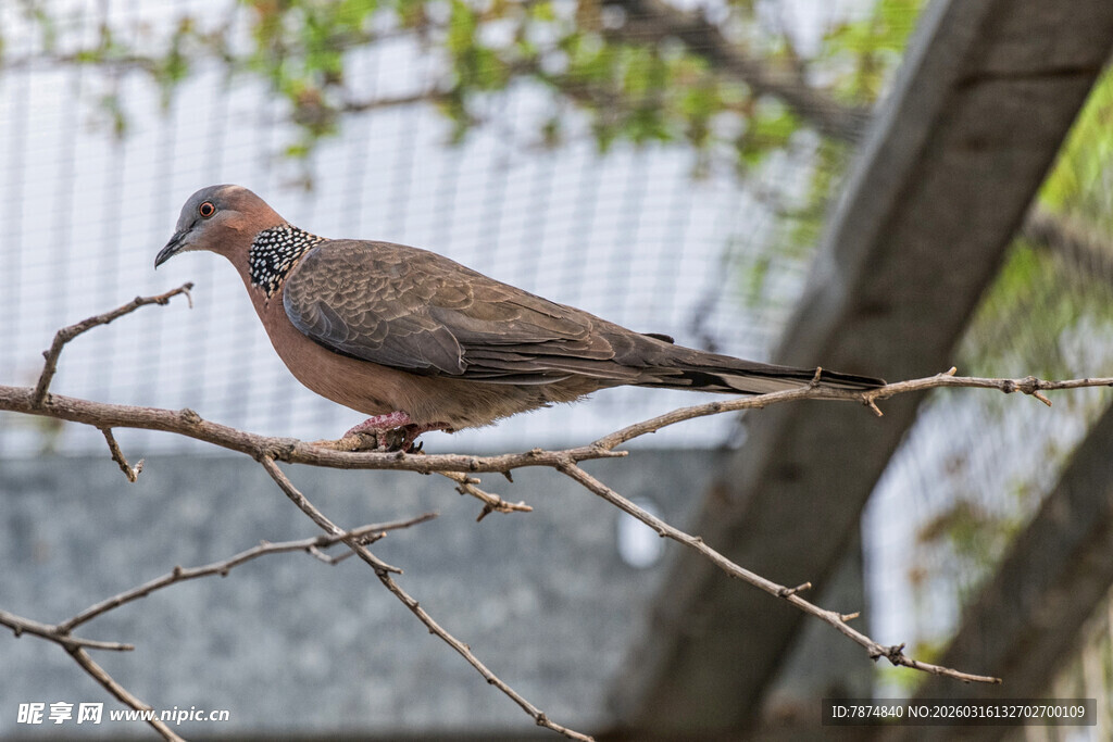 枝头栖息的灰褐色小鸟